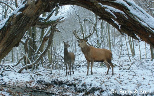 BERLINALE 2017: gros plan en images sur la compétition