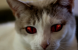 HELL'S KITTY: des images pour le chaton de l'enfer