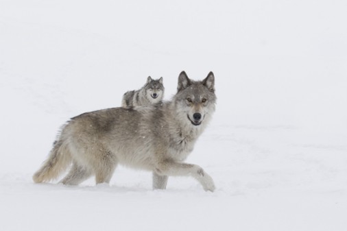 Jeune Fille et les loups (La)