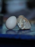 Festival de Rotterdam: Egg and Stone