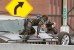 CAPTAIN AMERICA, THE WINTER SOLDIER: premières images de tournage