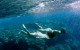 STILL THE WATER: une superbe affiche pour le nouveau Naomi Kawase
