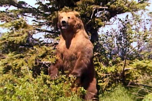 Grizzly Man