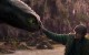 Dragons