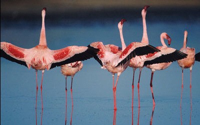 Les Ailes pourpres: le mystère des flamants