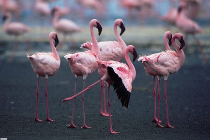 Les Ailes pourpres: le mystère des flamants