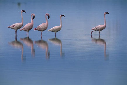 Les Ailes pourpres: le mystère des flamants