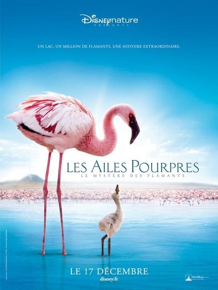 Les Ailes pourpres: le mystère des flamants